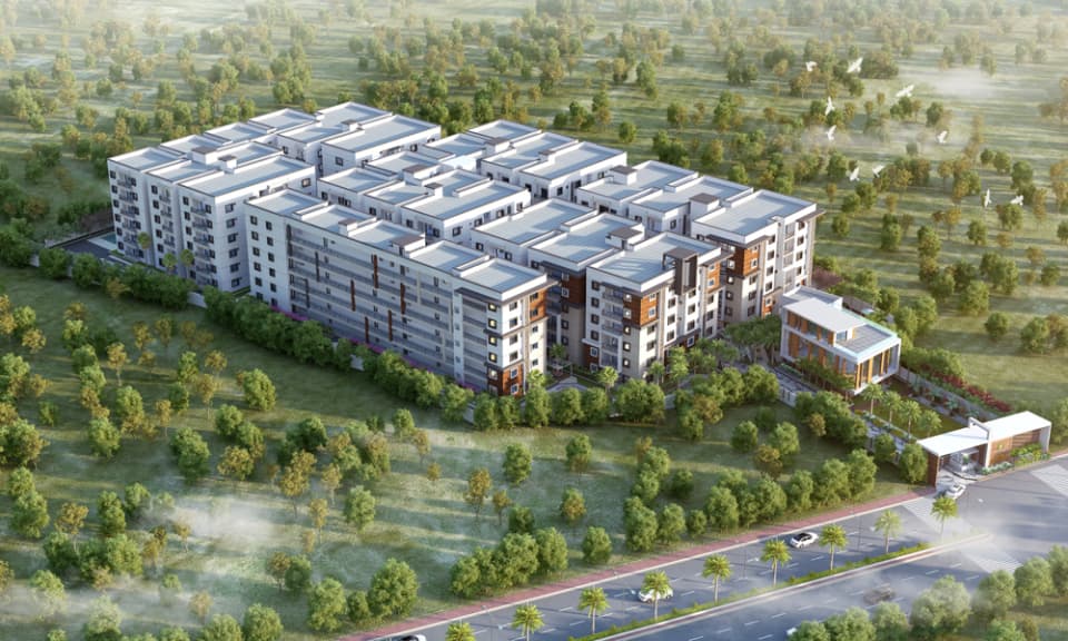 Fortune Golden Oriole